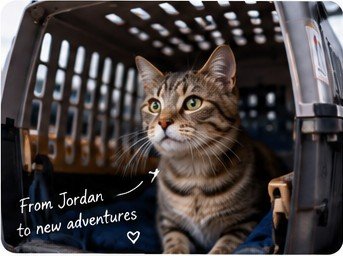 Cat prepared for international pet travel