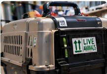 Pet travel crate prepared for cargo